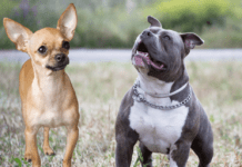 How to Keep a Chihuahua Pitbull Mix – Buying a Pitbull mix puppy How to Keep a Chihuahua Pitbull Mix - Buying a Pitbull mix puppy