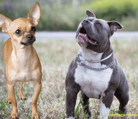 How to Keep a Chihuahua Pitbull Mix – Buying a Pitbull mix puppy How to Keep a Chihuahua Pitbull Mix - Buying a Pitbull mix puppy
