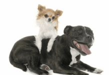 Chihuahua Mix With a Pitbull Puppy – Everything You Need to Know Chihuahua Mix With a Pitbull Puppy - Everything You Need to Know