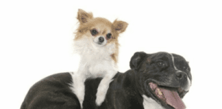 Chihuahua Mix With a Pitbull Puppy – Everything You Need to Know Chihuahua Mix With a Pitbull Puppy - Everything You Need to Know
