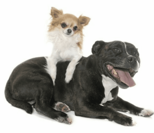 Chihuahua Mix With a Pitbull Puppy – Everything You Need to Know Chihuahua Mix With a Pitbull Puppy - Everything You Need to Know