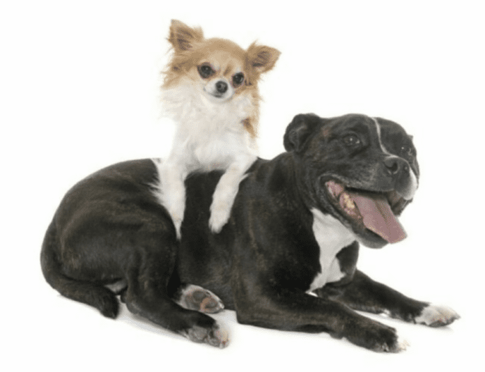 Chihuahua Mix With a Pitbull Puppy - Everything You Need to Know