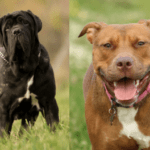 Everything You Need to Know About the Mastiff Pitbull Mix