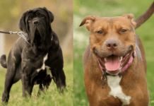 Mastiff Pitbull Mix – Everything You Need to Know Everything You Need to Know About the Mastiff Pitbull Mix