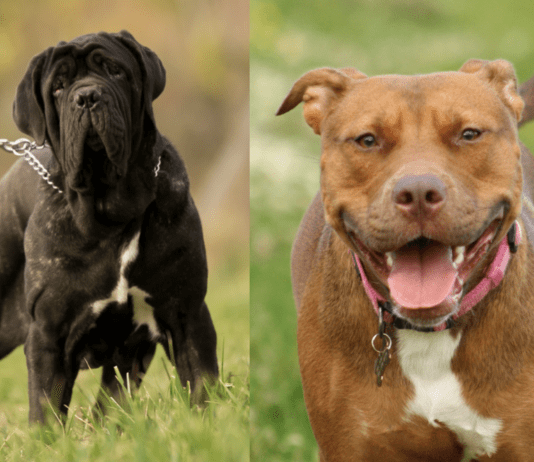 Mastiff Pitbull Mix – Everything You Need to Know Everything You Need to Know About the Mastiff Pitbull Mix
