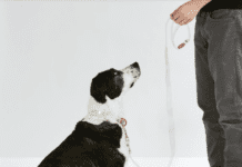 Designer Pet Collar Tips: How to Make the Most of Your Dog’s Accessories Designer Pet Collar Tips: How to Make the Most of Your Dog's Accessories