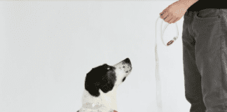 Designer Pet Collar Tips: How to Make the Most of Your Dog’s Accessories Designer Pet Collar Tips: How to Make the Most of Your Dog's Accessories