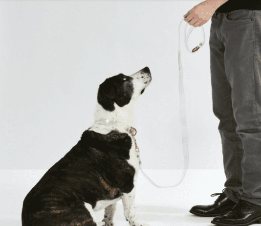 Designer Pet Collar Tips: How to Make the Most of Your Dog’s Accessories Designer Pet Collar Tips: How to Make the Most of Your Dog's Accessories