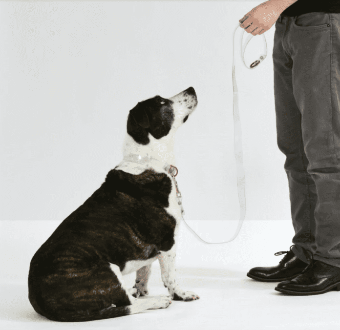 设计师宠物项圈提示：如何充分利用您的狗的配件