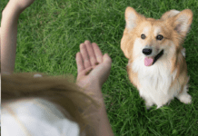 Fact Or Myth: Are Little Dogs More Aggressive and Yappy Than Big Dogs? Are Little Dogs More Aggressive and Yappy Than Big Dogs?