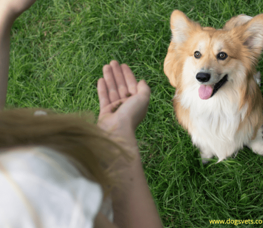 Fact Or Myth: Are Little Dogs More Aggressive and Yappy Than Big Dogs? Are Little Dogs More Aggressive and Yappy Than Big Dogs?