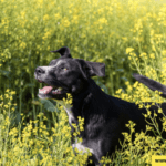 Keep Your Dog Away From These Virginia Beach Plants