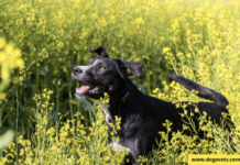 Keep Your Dog Away From These Virginia Beach Plants Keep Your Dog Away From These Virginia Beach Plants