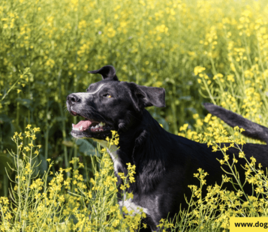 Keep Your Dog Away From These Virginia Beach Plants Keep Your Dog Away From These Virginia Beach Plants