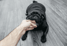 How much can You sue for in a Dog Bite Lawsuit? How much can You sue for in a Dog Bite Lawsuit?