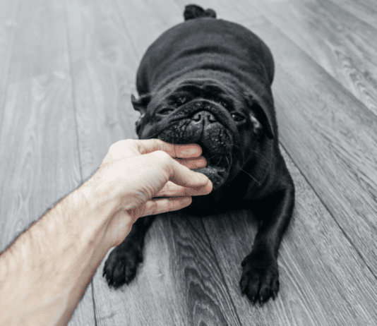 How much can You sue for in a Dog Bite Lawsuit? How much can You sue for in a Dog Bite Lawsuit?