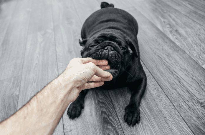 How much can You sue for in a Dog Bite Lawsuit?