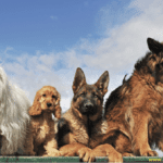 How to write an essay about your pet - 10 Tips You Need to Know