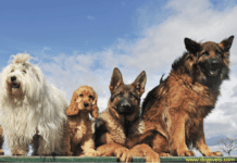 How to write an essay about your pet – 10 Tips You Need to Know How to write an essay about your pet - 10 Tips You Need to Know