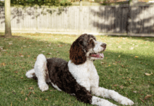 The Life Span of a Bernedoodles Dog – Everything you need to know The Life Span of a Bernedoodles Dog