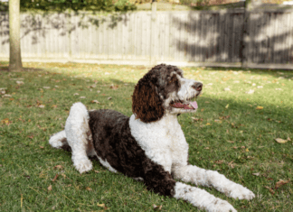 The Life Span of a Bernedoodles Dog – Everything you need to know The Life Span of a Bernedoodles Dog