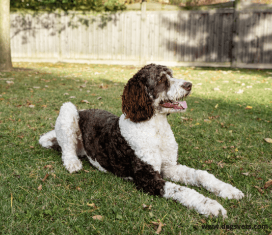 The Life Span of a Bernedoodles Dog – Everything you need to know The Life Span of a Bernedoodles Dog