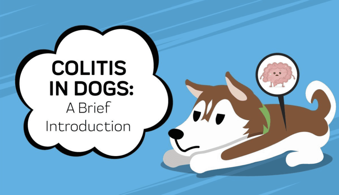 Colitis bei Hunden