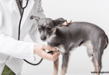 How to Recognize Colitis in Dogs – Symptoms, Causes + Treatment How to Recognize Colitis in Dogs