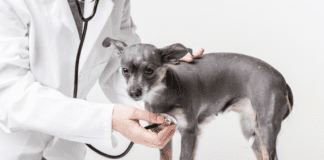 How to Recognize Colitis in Dogs – Symptoms, Causes + Treatment How to Recognize Colitis in Dogs