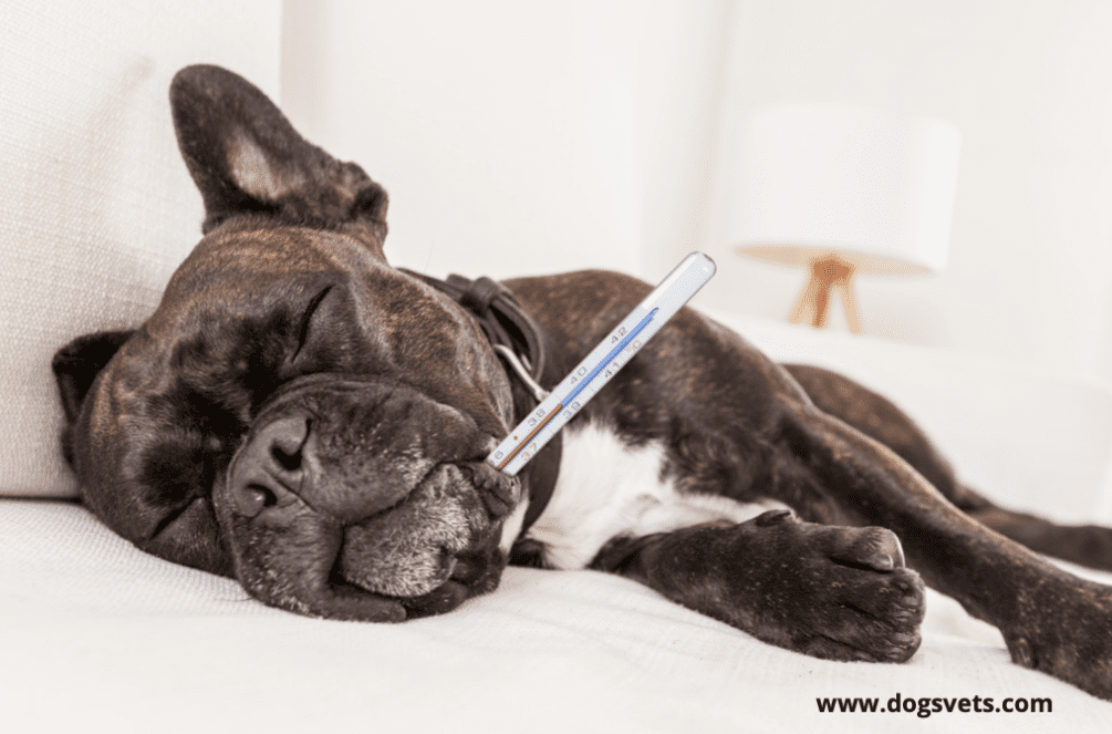 Colitis treatment options for dogs