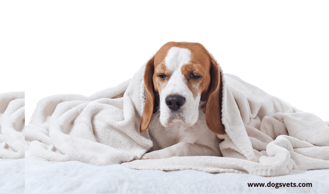 Causes of Colitis in dogs