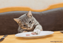Top 7 Foods Your Cat Might Not Like – Pet Food Guide Top 7 Foods Your Cat Might Not Like - Pets Food Guide