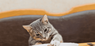 Top 7 Foods Your Cat Might Not Like – Pet Food Guide Top 7 Foods Your Cat Might Not Like - Pets Food Guide