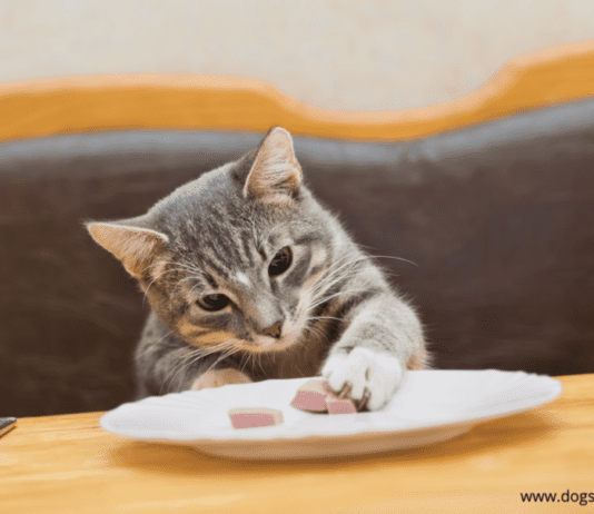 Top 7 Foods Your Cat Might Not Like – Pet Food Guide Top 7 Foods Your Cat Might Not Like - Pets Food Guide