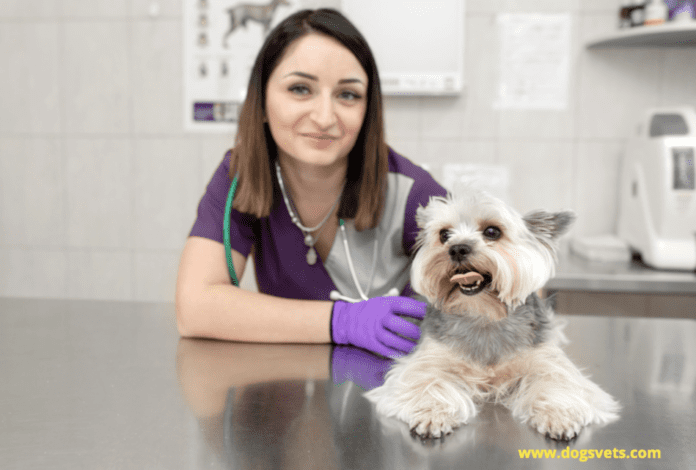 Dog Cataract Surgery Costs - 5 things to know (+ Recovery period)