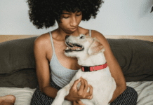 How Long Can a Dog Live With a Pyometra? How Long Can a Dog Live With a Pyometra?