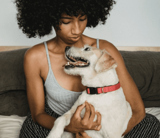 How Long Can a Dog Live With a Pyometra? How Long Can a Dog Live With a Pyometra?