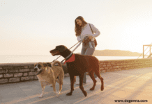 Do Male and Female Dogs Have Different Personalities? Do Male and Female Dogs Have Different Personalities?