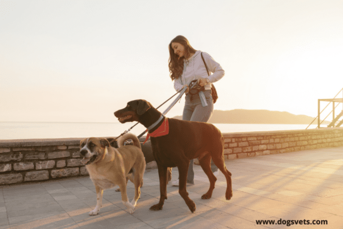 Do Male and Female Dogs Have Different Personalities?