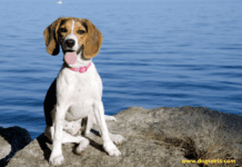 Top 7 Hardest Dogs to Potty Train (Dogs Vets) The Hardest Dogs to Potty Train (Dogs Vets)