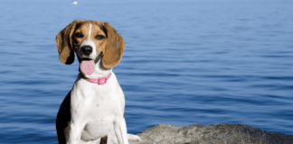 Top 7 Hardest Dogs to Potty Train (Dogs Vets) The Hardest Dogs to Potty Train (Dogs Vets)