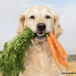 What Vegetables Can Dogs Eat? What vegetables are bad for dogs? What Vegetables Can Dogs Eat? Can dogs live on vegetables only?