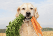 What Vegetables Can Dogs Eat? What vegetables are bad for dogs? What Vegetables Can Dogs Eat? Can dogs live on vegetables only?
