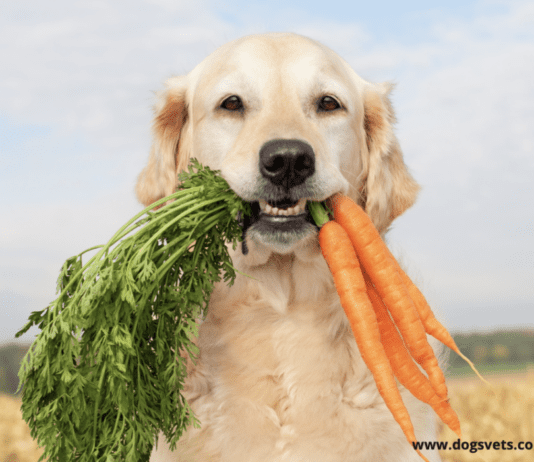 What Vegetables Can Dogs Eat? What vegetables are bad for dogs? What Vegetables Can Dogs Eat? Can dogs live on vegetables only?