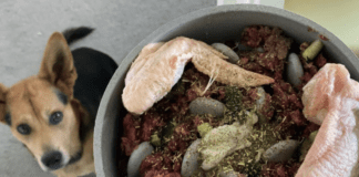 5 Ways to Make Sure Your Dog Doesn’t Die from Eating Raw Meat Make Sure Your Dog Doesn’t Die from Eating Raw Meat