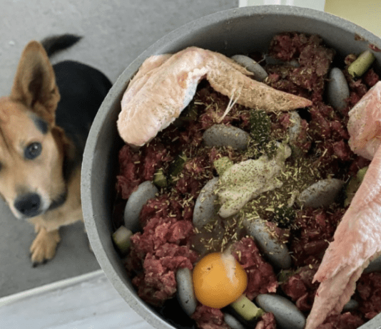 5 Ways to Make Sure Your Dog Doesn’t Die from Eating Raw Meat Make Sure Your Dog Doesn’t Die from Eating Raw Meat