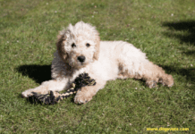 Cute Mini Labradoodle Puppies For Sale – What’s The Catch? Cute Mini Labradoodle Puppies For Sale - What's The Catch?