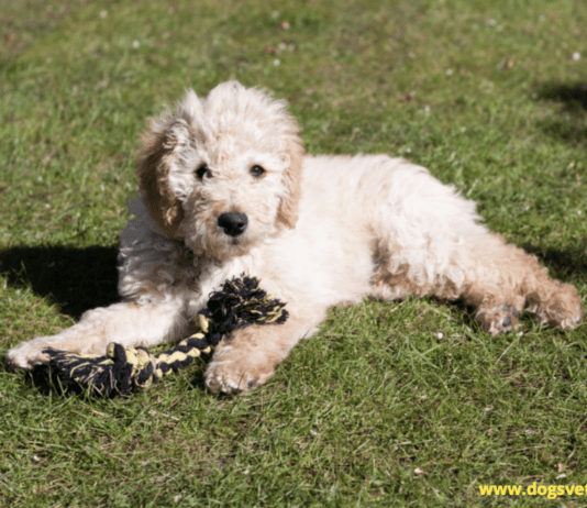 Cute Mini Labradoodle Puppies For Sale – What’s The Catch? Cute Mini Labradoodle Puppies For Sale - What's The Catch?
