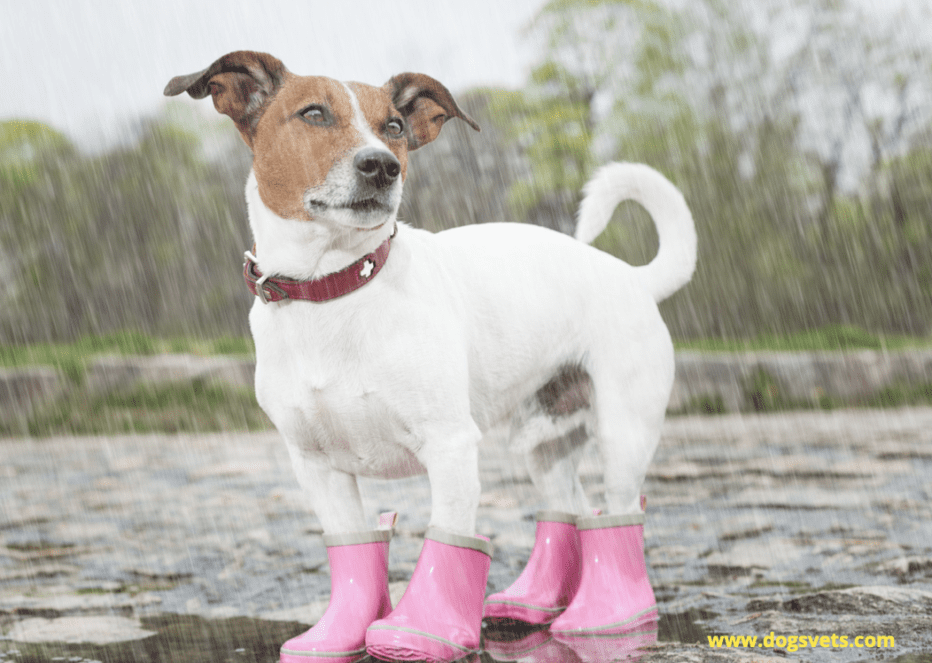 Are dog boots effective for Dog Paw Protection?