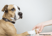 Dog Paw Protectors – The Ultimate Solution for Your Dog’s Paws Dog Paw Protectors - The Ultimate Solution for Your Dog's Paws